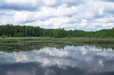 Sessiz yaz ormanı gölü. Bir sürü su bitkisi. Renkli bulutlu gökyüzü suya yansıyor. Uzak sahildeki yeşil orman.