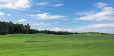 Taze yeşil çimenli büyük bir tarla. Arka planda seyrek bulutlar ve orman olan mavi gökyüzü. Sakin yaz manzarası.