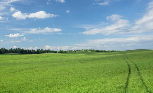 新鮮な緑の草と大規模なフィールド 道は地平線まで遠い 背景にはまばらな雲と森の青空 穏やかな夏の風景 — ストック写真