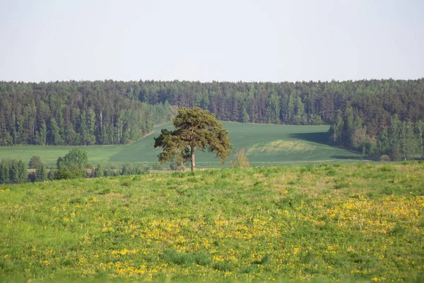 孤独な木の美しい緑のフィールド 手前は黄色のタンポポです 背景に広がる大規模な農地と森林 — ストック写真
