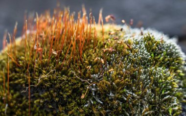 Makro renkli orman yeşil yosunları.