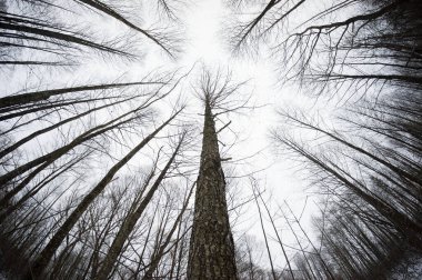 Yerden yukarıya doğru büyüyen çıplak kış ağaçlarına bakın. Balık kışı dramatik sahnesi.