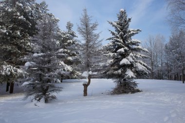Şehir parkında karla kaplı ağaçlar. Güzel mavi gökyüzü ve derin kar ayak izleri.