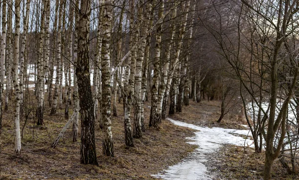 Baharın başında huş ağacı koruluğu. Ağaçlar sırayla büyür. Kış karının kalıntıları yerde yatar..
