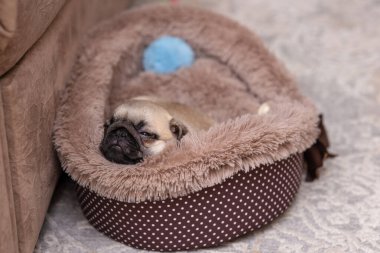Sevimli köpek yavrusu kanepenin yanındaki halıda uyuyor.