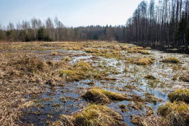 Bataklık geçilemez ıssız bölge. İlkbaharın başlarında sel basmış orman.