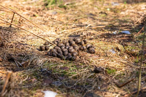 Excrementos Ciervos Suelo Bosque Soleado Primavera — Foto de Stock