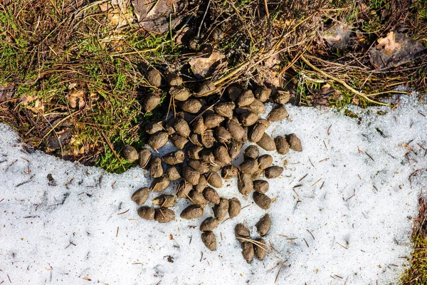 Deer Droppings Remnants Melting Snow Forest Early Spring — Stock Photo, Image