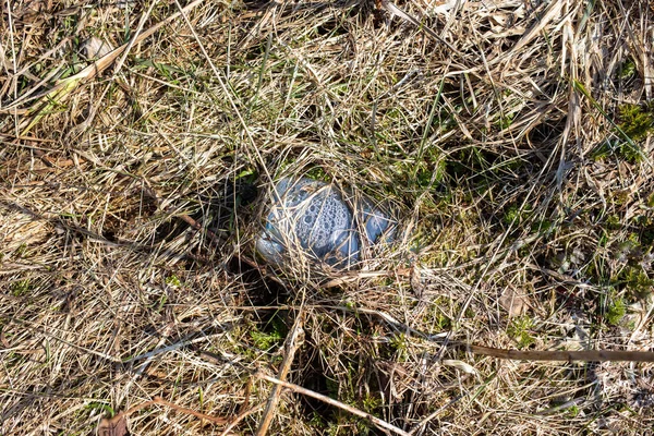 Spazzatura Plastica Scartata Nella Foresta Una Bottiglia Plastica Lasciata Nella — Foto Stock