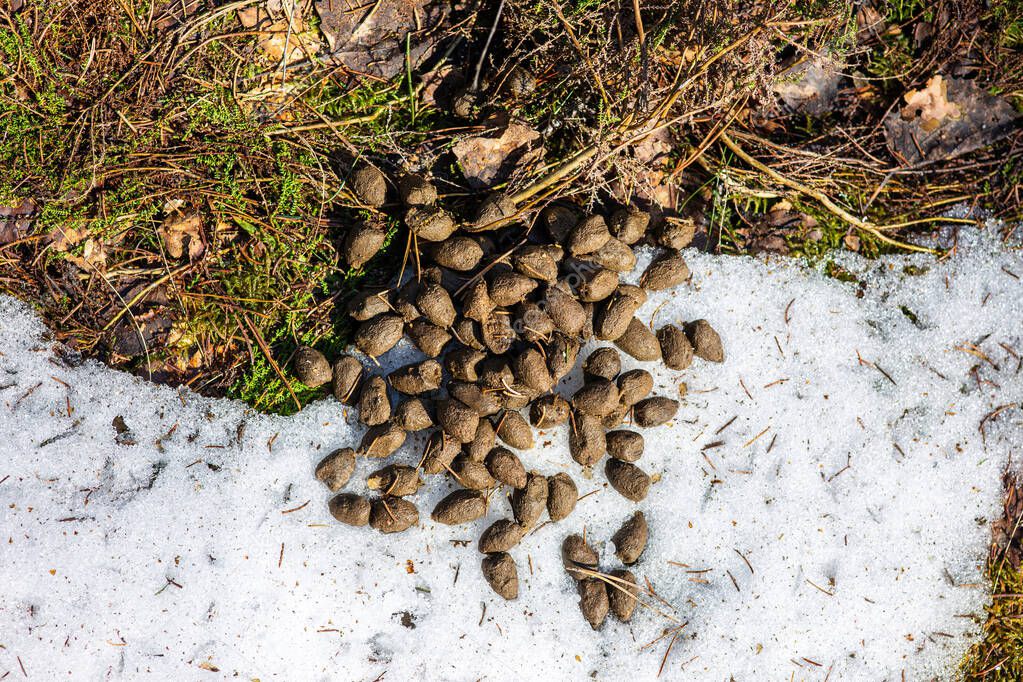 Deer droppings on the remnants of melting snow in the forest in early spring.
