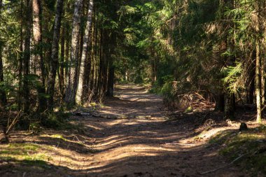 İlkbaharın başlarında sık bir kozalaklı ormandan geçen dar bir orman yolu.