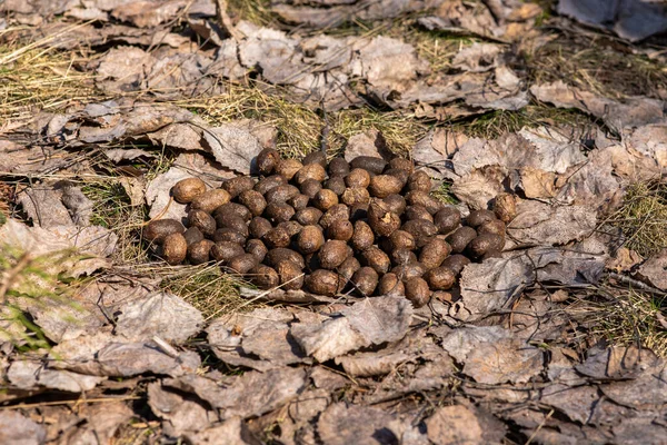 Roe Jelení Trus Loňském Listoví Slunečném Lese Jaře — Stock fotografie