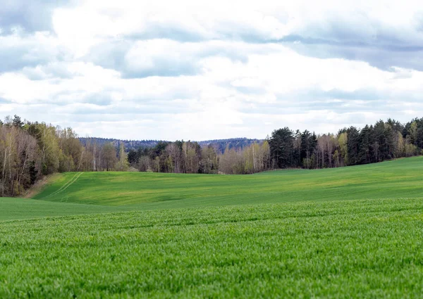 Gran Campo Con Hierba Verde Fresca Bosque Fondo Sobre Campo — Foto de Stock