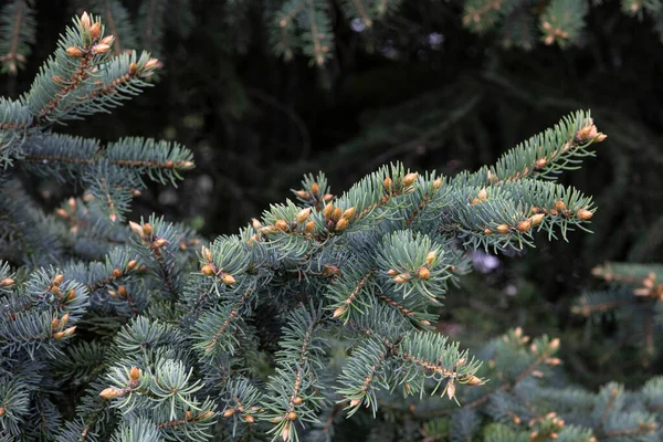 Beautiful Spruce Branches Evergreen Needles Young Shoots — Stock Photo, Image