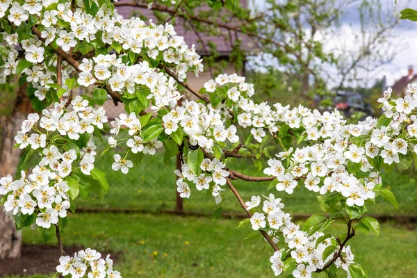 Virágzó Körteágak Meleg Tavasszal Sok Fényes Fehér Virág Egy Körtefa — Stock Fotó