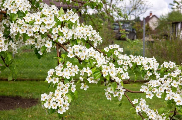 Цветущие Грушевые Ветви Теплой Весной Много Ярких Белых Цветов Ветвях — стоковое фото