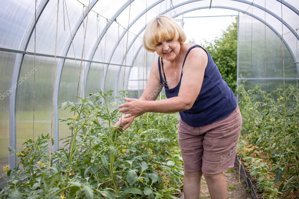 An elderly woman caring for tomato seedlings in a garden bed in a greenhouse