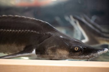 Güzel sterlet balığı bir alışveriş merkezindeki büyük bir akvaryumda yüzer.