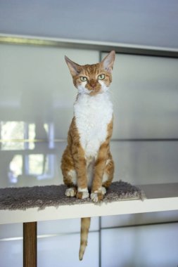Memnun olmayan kırmızı kedi Devon Rex bir rafta oturuyor.