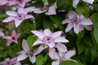 Güzel dekoratif narin açık mor bahçe çiçekleri yeşil yapraklı arka planda.