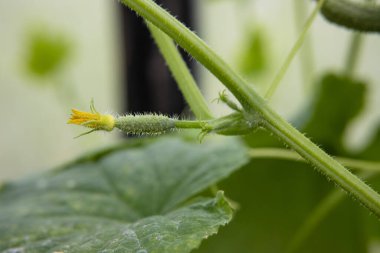 Bir seranın dalında büyüyen sarı çiçekli salatalık yumurtalığı.