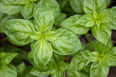 Bahçede büyüyen taze ve sulu yeşil fesleğen manzarası.