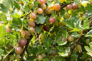 Bir sürü sulu yeşil-kırmızı meyveli Bektaşi üzümü çalısı
