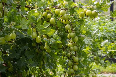 Bir sürü taze yemişli Bektaşi üzümü çalısı.