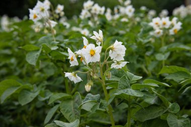 Çiçekli patatesler. Yeşil yapraklı parlak beyaz patates çiçekleri