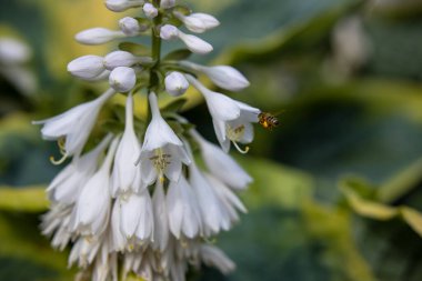 Bir arı beyaz çiçeklerden nektar toplamak için uçar. Yaz bahçesinde Hosta.