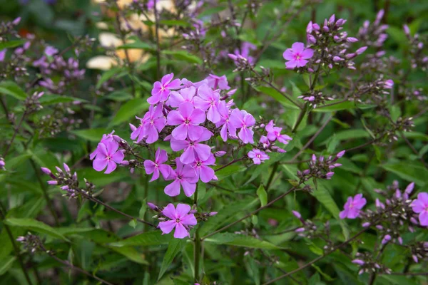 Bella Decorativo Delicato Luce Viola Fiori Giardino Uno Sfondo Foglie — Foto Stock