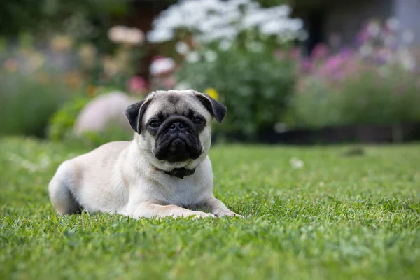 Niedlicher Mops Welpe Mit Floh Und Zeckenhalsband Liegt Auf Frischem — Stockfoto