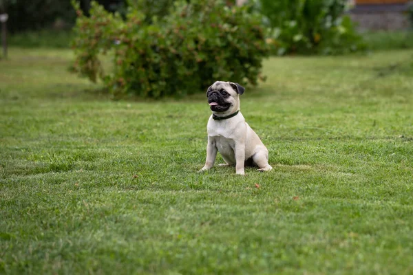 Cachorro Pug Collar Pulgas Garrapatas Sienta Césped Verde Jardín Verano — Foto de Stock