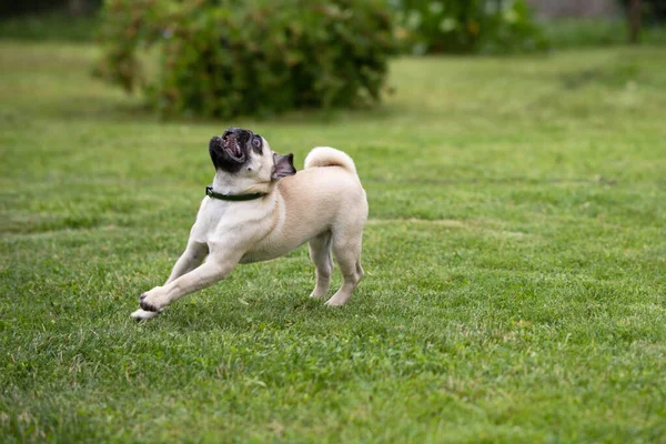 Cachorro Con Pulgas Collar Garrapatas Corre Sobre Césped Verde Jardín — Foto de Stock