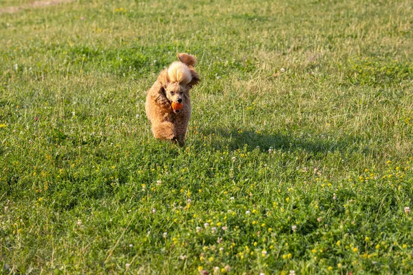 Joven Perro Activo Juega Con Una Pelota Parque Hermoso Caniche — Foto de Stock