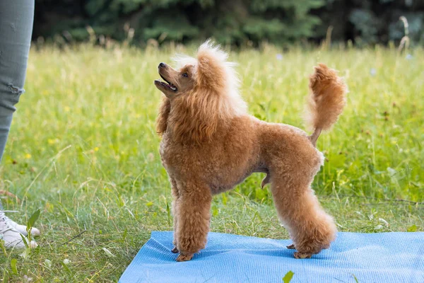 Guapo Joven Pura Sangre Caniche Para Una Esterilla Yoga Azul — Foto de Stock