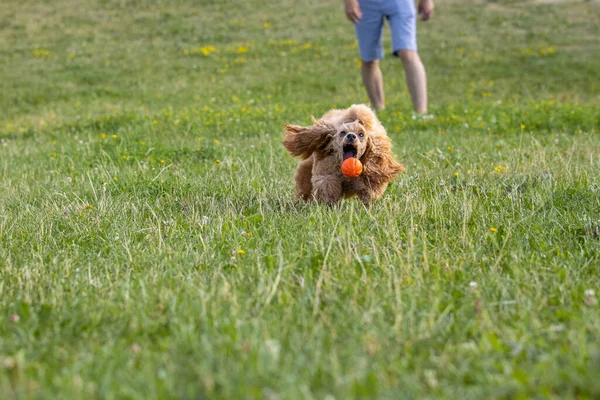 Jovem Cão Ativo Brinca Com Uma Bola Parque Bonito Puro — Fotografia de Stock