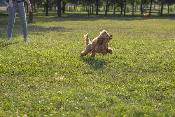 Joven Perro Activo Jugando Parque Verano Con Una Pelota Guapo — Foto de Stock