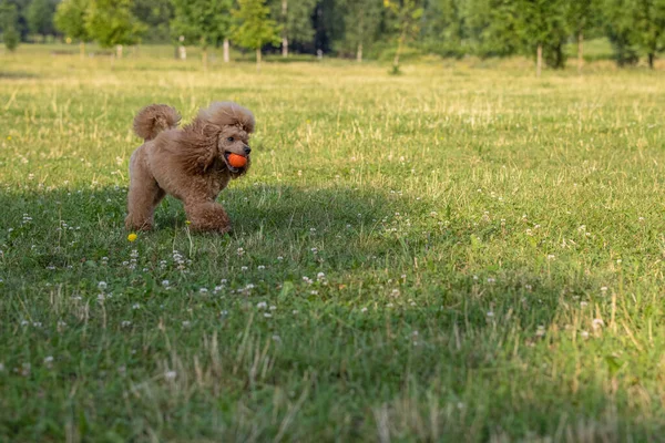 Mladý Aktivní Pes Hraje Letním Parku Míčem Krásný Plnokrevný Červený — Stock fotografie