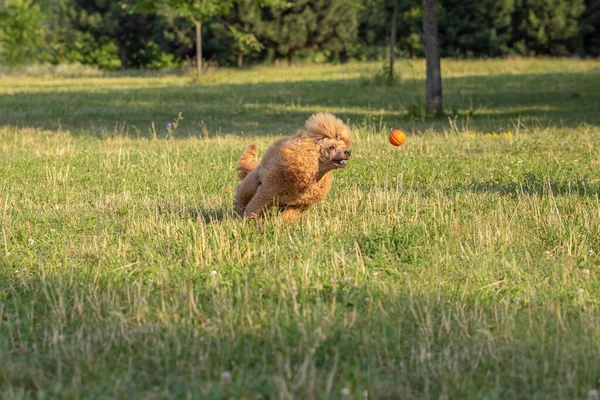 Молодий Активний Собака Грає Літньому Парку Ячем Красивий Чистокровний Червоний — стокове фото