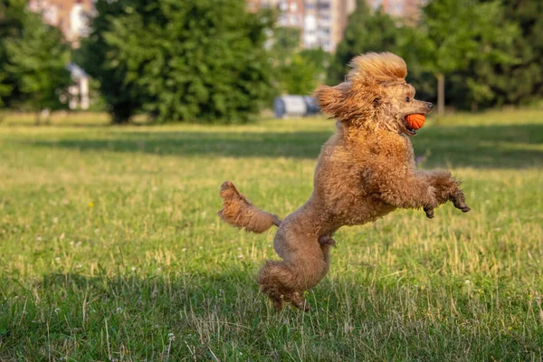 Joven Perro Activo Jugando Parque Verano Con Una Pelota Guapo — Foto de Stock