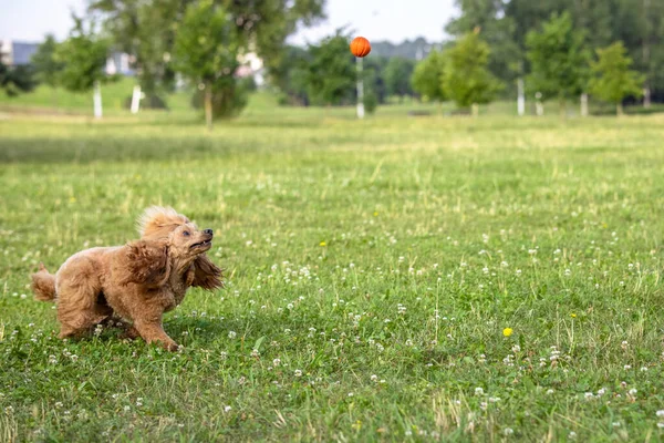 Młody Aktywny Pies Bawiący Się Letnim Parku Piłką Przystojny Rasowy — Zdjęcie stockowe