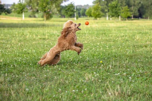 Joven Perro Activo Jugando Parque Verano Con Una Pelota Guapo — Foto de Stock