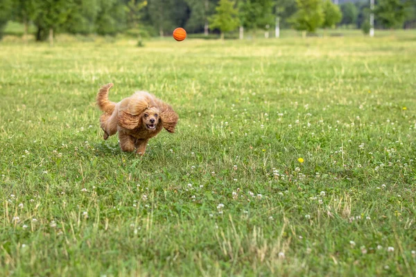 Joven Perro Activo Jugando Parque Verano Con Una Pelota Hermoso — Foto de Stock