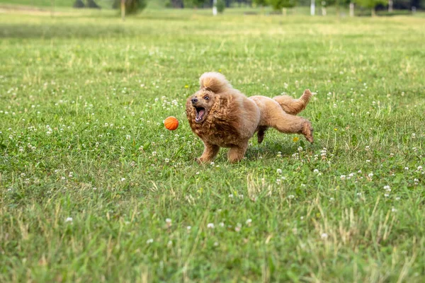 Joven Perro Activo Jugando Parque Verano Con Una Pelota Hermoso — Foto de Stock