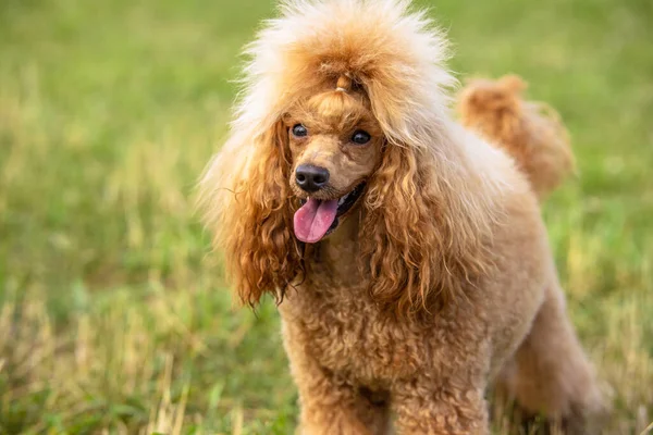 Gros Plan Jeune Caniche Rousse Pur Sang Bouche Ouverte — Photo