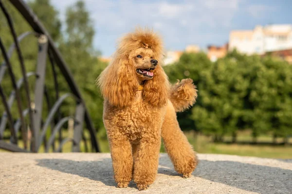 Hermoso Caniche Pura Sangre Recién Acicalado Encuentra Puente Piedra Soleado — Foto de Stock