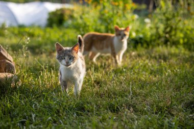 Bahçedeki çimlerin üzerinde yürüyen renkli evsiz kediler.