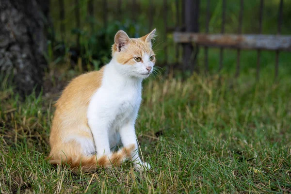 Branco Vermelho Sem Teto Gato Senta Grama Quintal — Fotografia de Stock