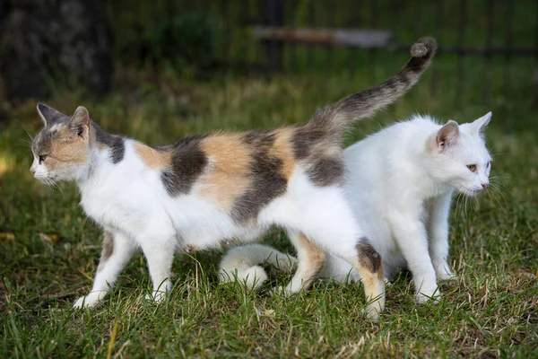 Witte Veelkleurige Dakloze Katten Rustend Het Gras Achtertuin — Stockfoto